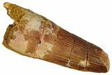Bargain, Fossil Spinosaurus Tooth - Real Dinosaur Tooth #360115-1